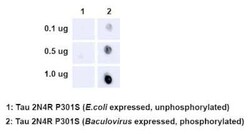 Tau, p Thr205, p Ser202 Antibody (AH36), Novus Biologicals 100 &mu;g | Buy Online | Novus Biologicals | Fisher Scientific